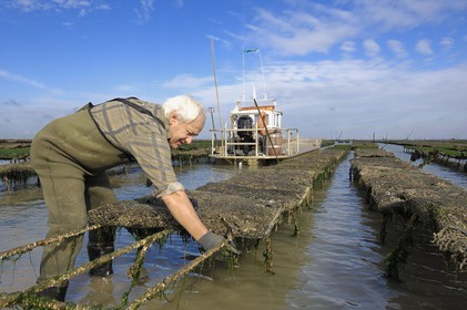 France, Charente-Maritime (17), le bassin Marrennes-Oléron au large de l'Ile d'Oléron, l'ostréiculteur André Massé dans un de ses parcs à huîtres