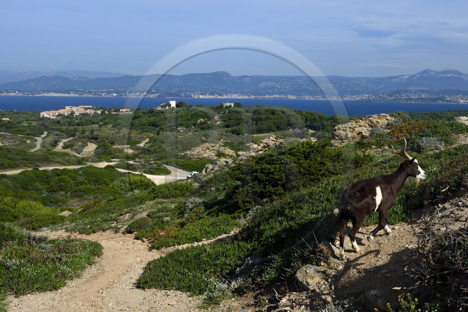 France, Var (83), Ile des Embiez, chèvre