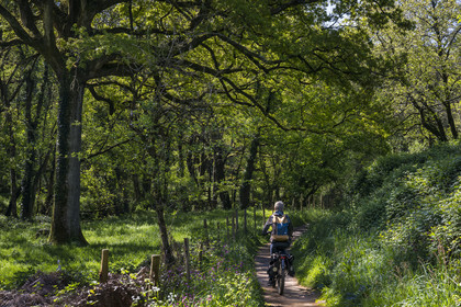 France, Vendee, Saint Laurent sur Sèvre, cycling on the Vendée Vélo Tour cycle route, passing through the Barbinière forest