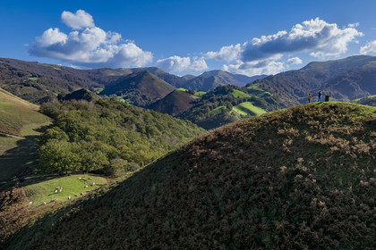 France, Pyrénées-Atlantiques (64), Pays-Basque, la vallée des Aldudes, vaches au sommet de la colline d’Elizamendi au dessus d'Urepel, le Kintoa (le pays Quint) au sud de la vallée à cheval de la frontière espagnole en arrière plan (vue aérienne)