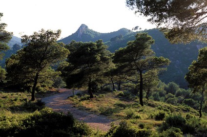France, Bouches du Rhone, Montagne Sainte Victoire