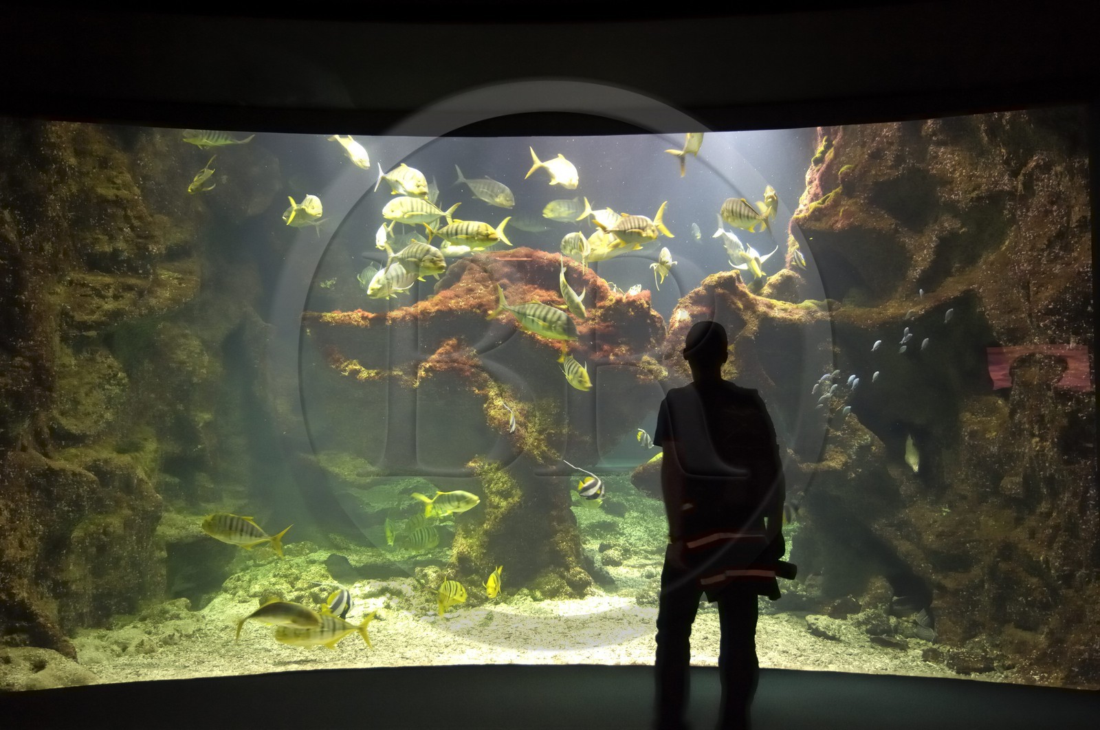 France, Charente-Maritime (17), La Rochelle, l'Aquarium