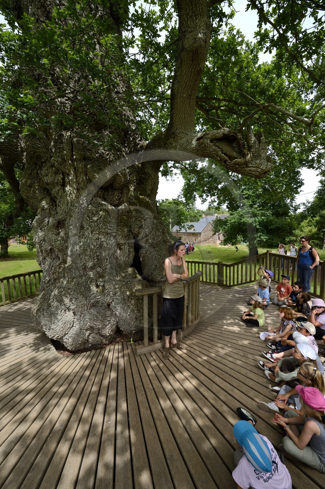 France, Morbihan (56), forêt de Brocéliande, le Chêne à Guillotin aussi appelé chêne Eon est chêne creux de plus de 1000 ans, une guide et des élèves lors d'une sortie scolaire