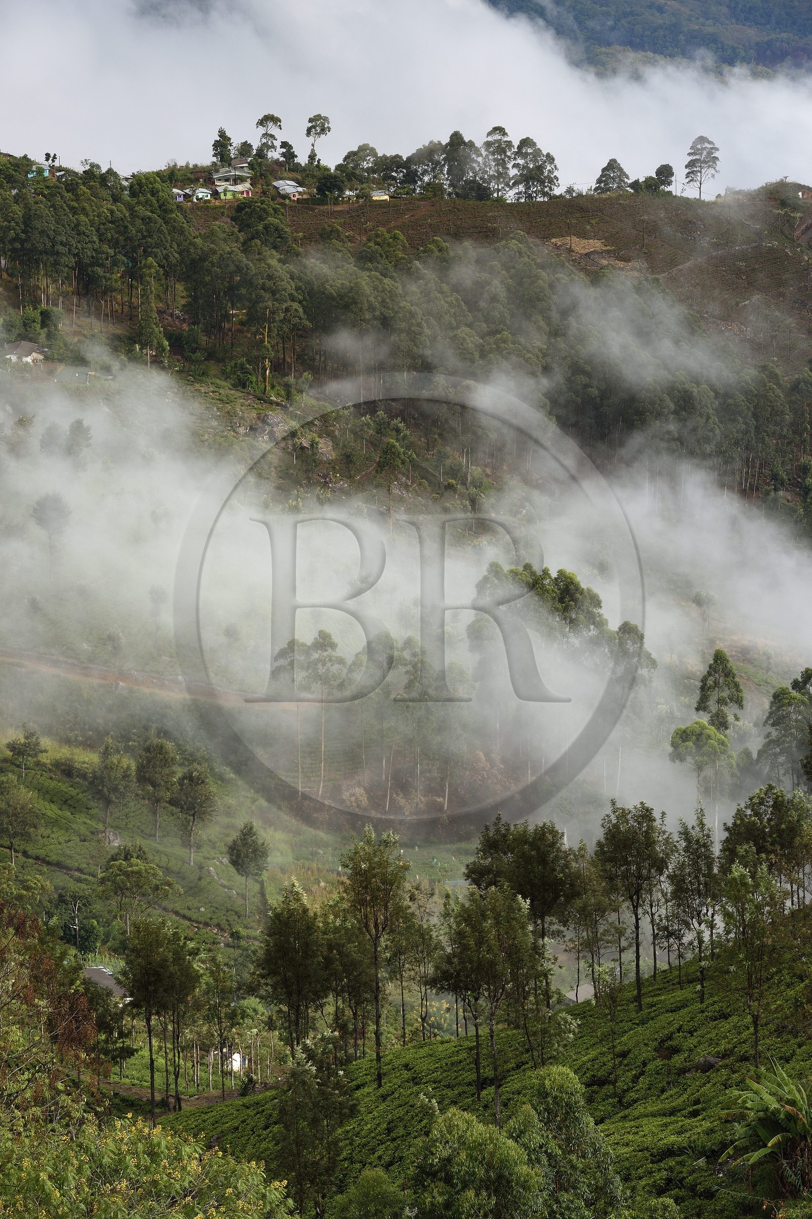 Sri Lanka, Uva Province, Haputale, tea plantation and houses of the workers of these plantations on the hills to the south