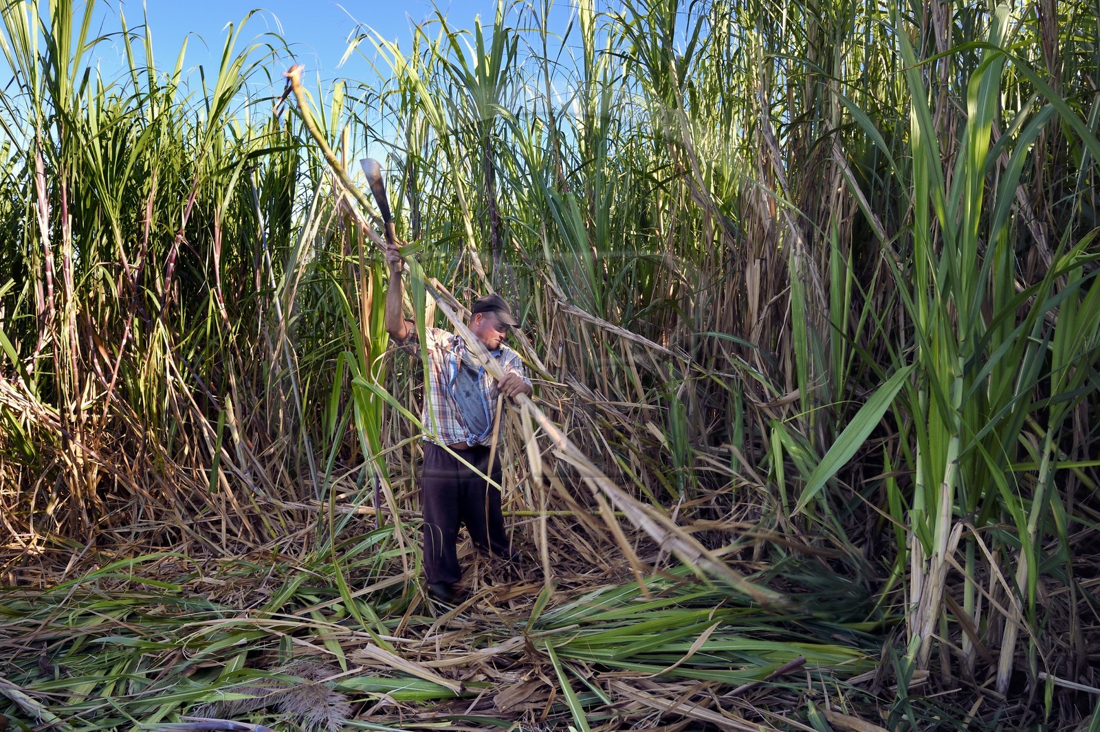 France, Reunion island (French overseas department), south coast, Petite-Ile, creole sugarcane cutter François in a sugar cane field