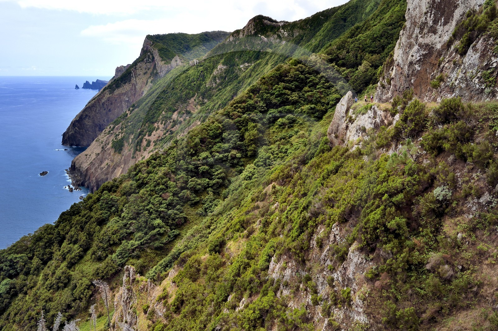 Portugal, Ile de Madère, randonnée de Machico à Porto da Cruz par le Vereda do Larano, sentier taillé à flanc de paroi dans la falaise de Larano