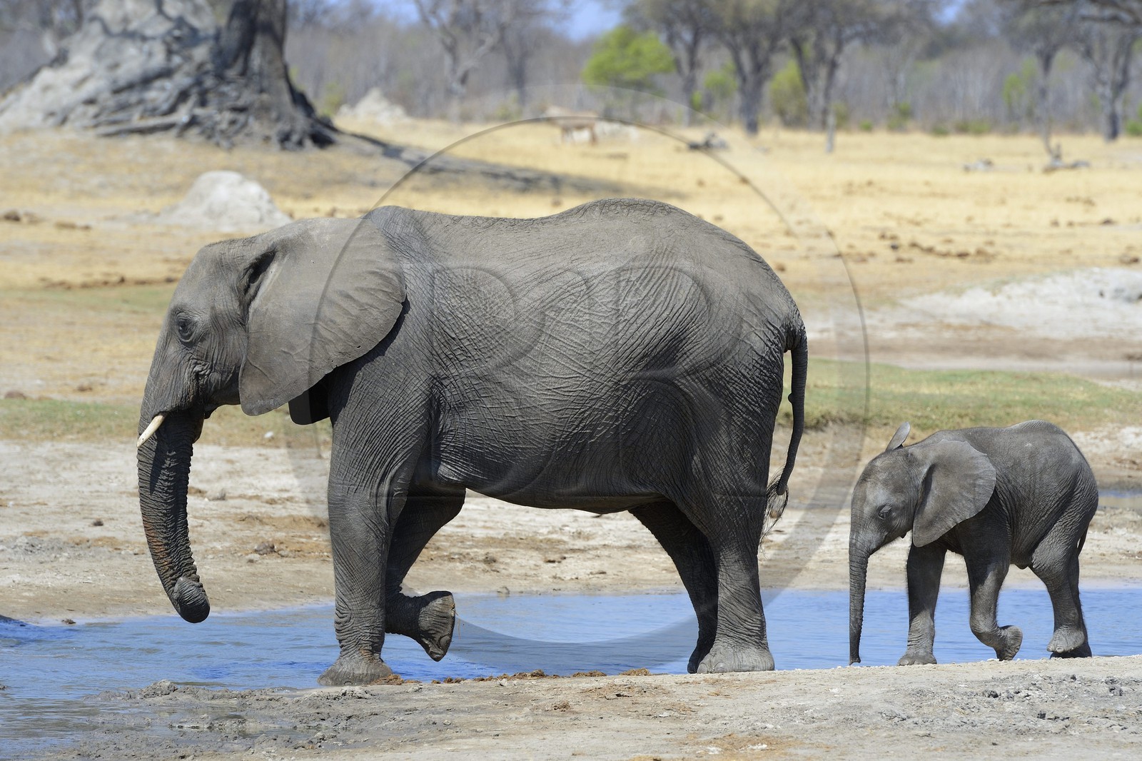 Zimbabwe, province de Matabeleland septentrional, parc national Hwange, éléphants sauvages d'Afrique (Loxodonta africana) autour d'un point d'eau