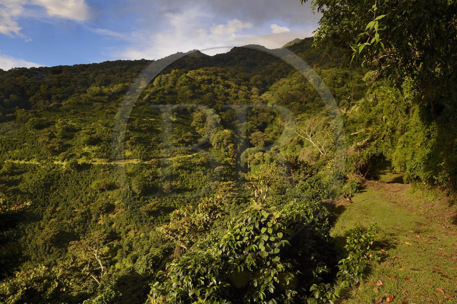 Panama, Chiriqui province, Boquete, Coffee Plantation Finca Lerida, on the slopes of Volcan Baru