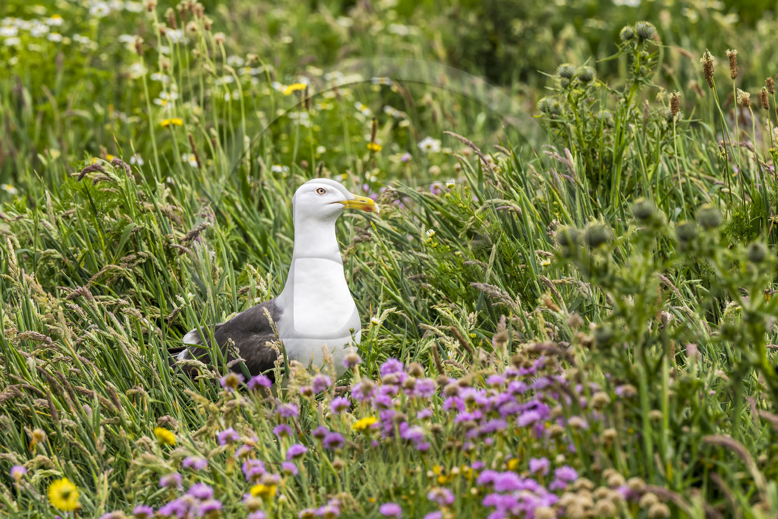 France, Finistère (29), Pays des Abers, Ile Vierge dans l'archipel de Lilia, goéland