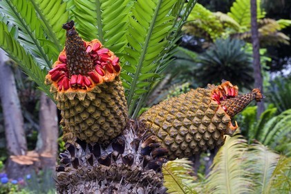 Portugal, Madeira Island, Funchal, the Monte Palace tropical garden, cica fruits (encephalartos lebomboensis)