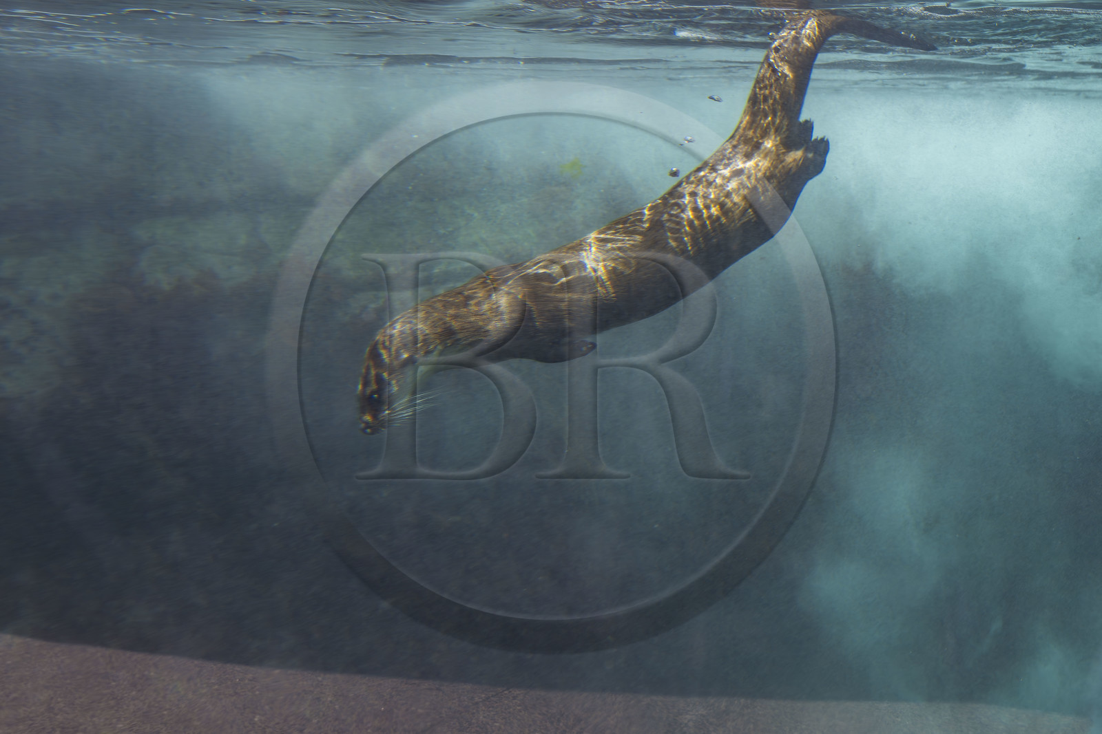 France, Finistère, Brest, Océanopolis, museum of the sea, Eurasian otter (Lutra lutra)