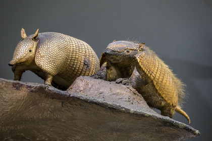 Portugal, Lisbon, National Museum of Natural History and Science (Museu Nacional de Historia Natural e da Ciencia), nine-banded armadillo or common armadillo (Dasypus novemcinctus)