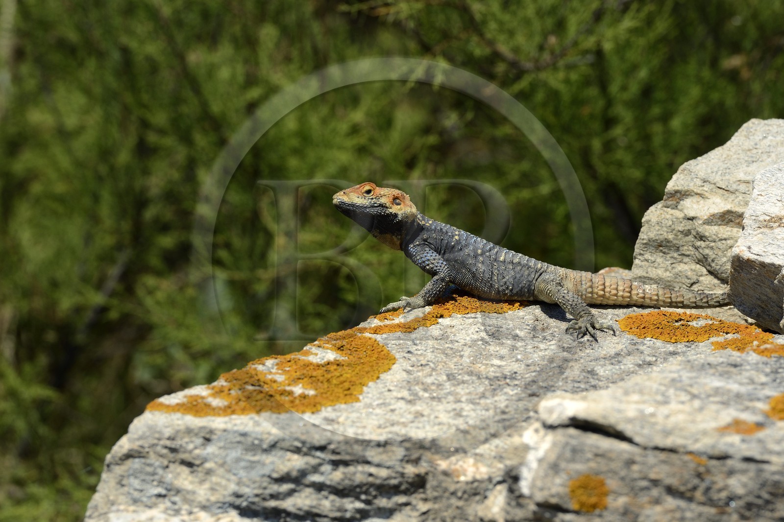 Grèce, île de Delos, classée Patrimoine Mondial de l'UNESCO, site archéologique de Délos, sanctuaire d'Apollon, la plus grande cité antique de la mer Egée, lézard