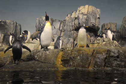 Etats-Unis, New York, Manhattan, zoo de Central Park, le Manchot papou (Pygoscelis papua)