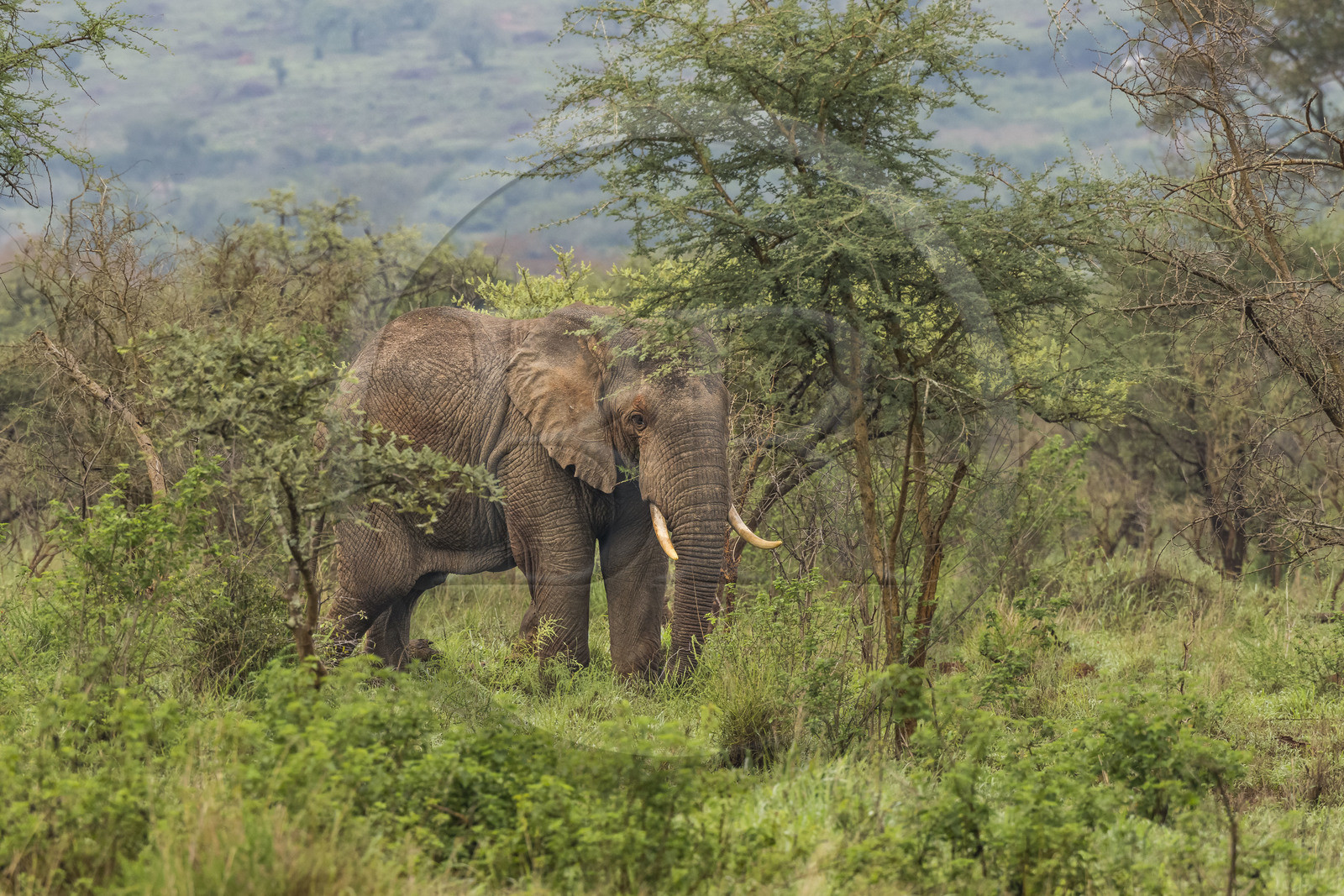 Rwanda, Akagera National Park, African bush elephant (Loxodonta africana)