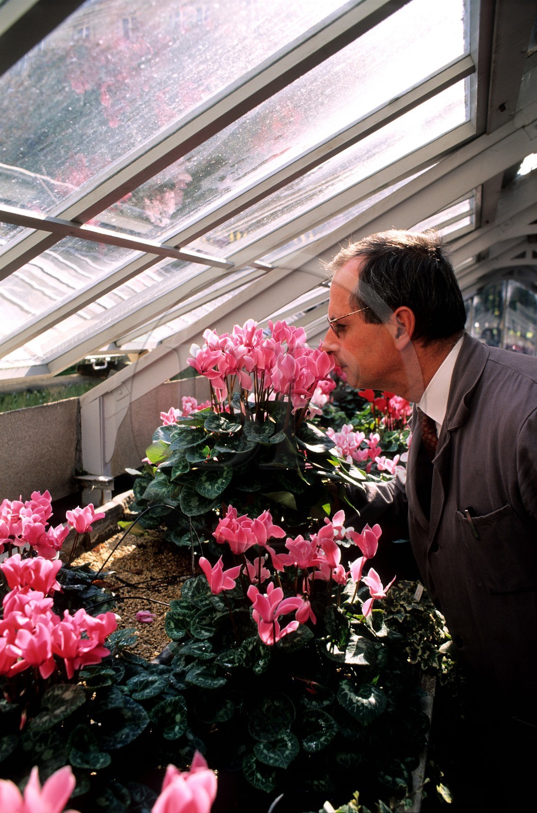 France, Paris (75), jardin du Luxembourg, M. Le Hideux, responsable des serres