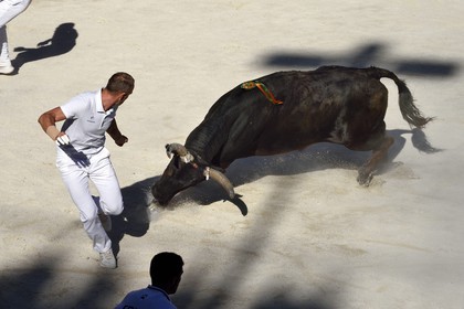 France, Bouches-du-Rhône (13), Arles, la course camarguaise  de la Cocarde d'Or aux Arènes, raseteur tentant d'attraper les attributs primés sur les cornes du taureau