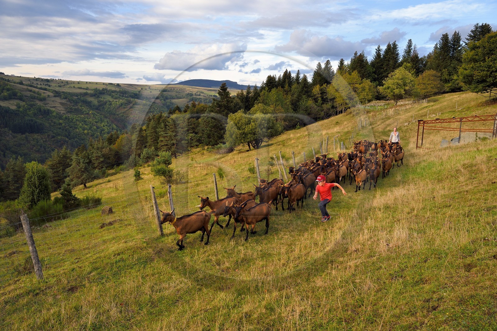 France, Ardèche (07), parc naturel régional des Monts d'Ardèche, massif du Mézenc, Lac-d'Issarlès, Ferme de La Louvèche, l'agricultrice Stéphanie Coquart et son fils rentrent les chèvres pour la traite du soir