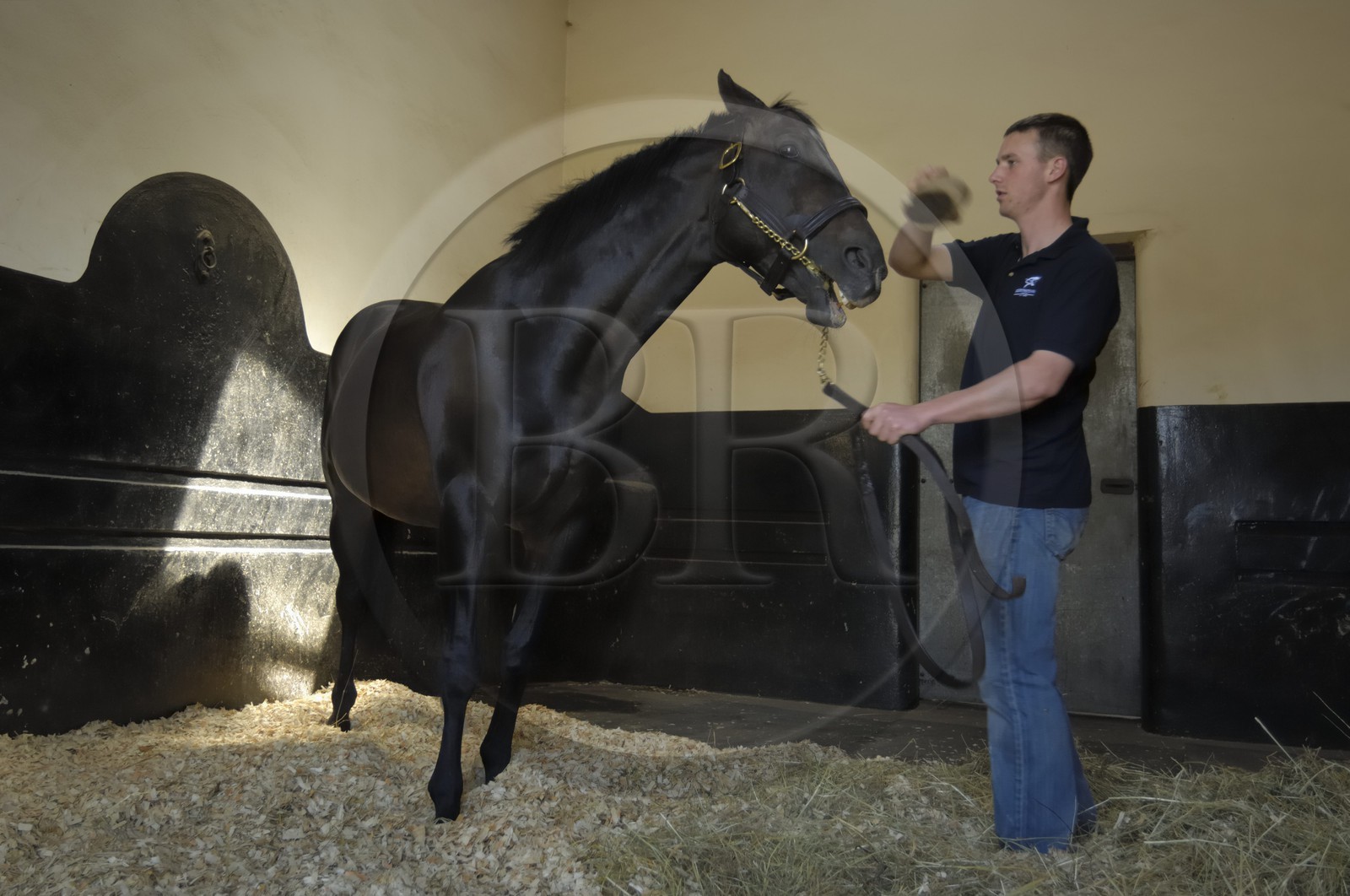 Irlande, Co. Kildare, Maynooth, harras de Derrinstown (Stud), entretien du cheval