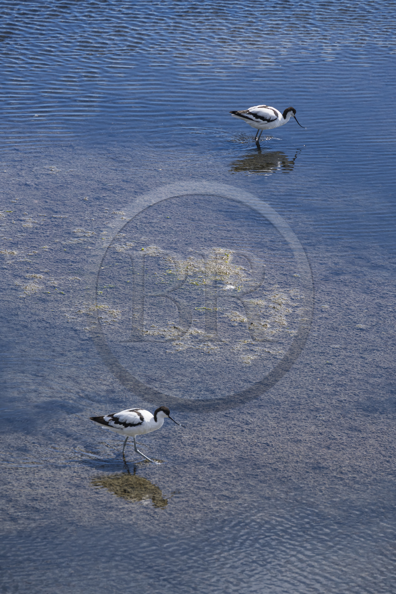 France, Vendee, Noirmoutier island, La Guérinière, pied avocet (Recurvirostra avosetta) in the marsh below the dyke between the Port de Bonhomme and the Passage du Gois