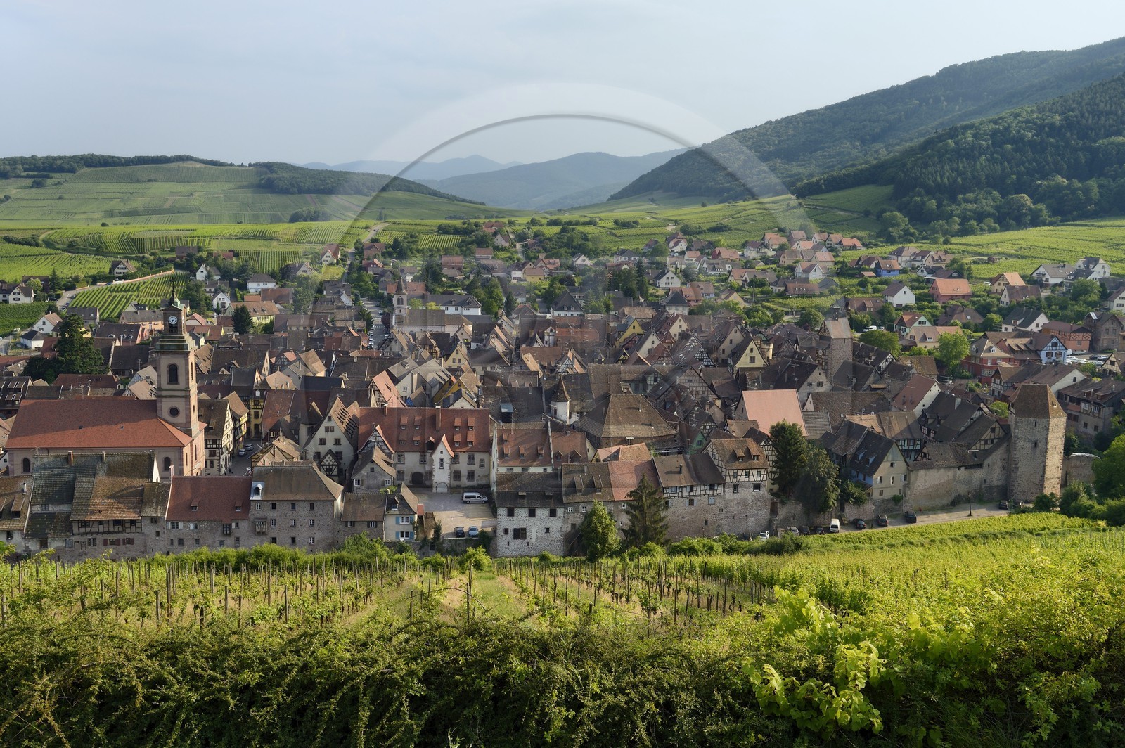 France, Haut-Rhin (68), Route des Vins d'Alsace, Riquewihr entouré de vignoble, labellisé Les Plus Beaux Villages de France