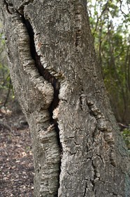 France, Var (83), Rayol-Canadel-sur-Mer, Domaine du Rayol, propriété du conservatoire du littoral mention obligatoire, le jardin des Méditerranées conçu par le paysagiste Gilles Clément, Chêne-liège (Quercus suber )