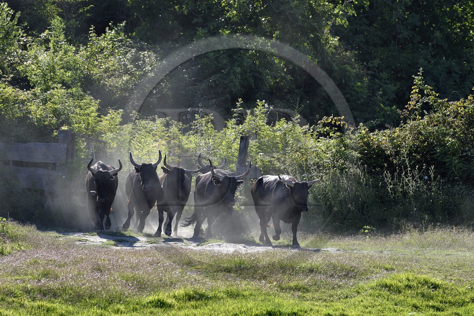France, Bouches du Rhone, Parc naturel regional de Camargue (Regional Natural Park of Camargue), Mas du Menage, manade Saint Antoine (Cauzel), gardians with Camargue bulls called Raco di Biou