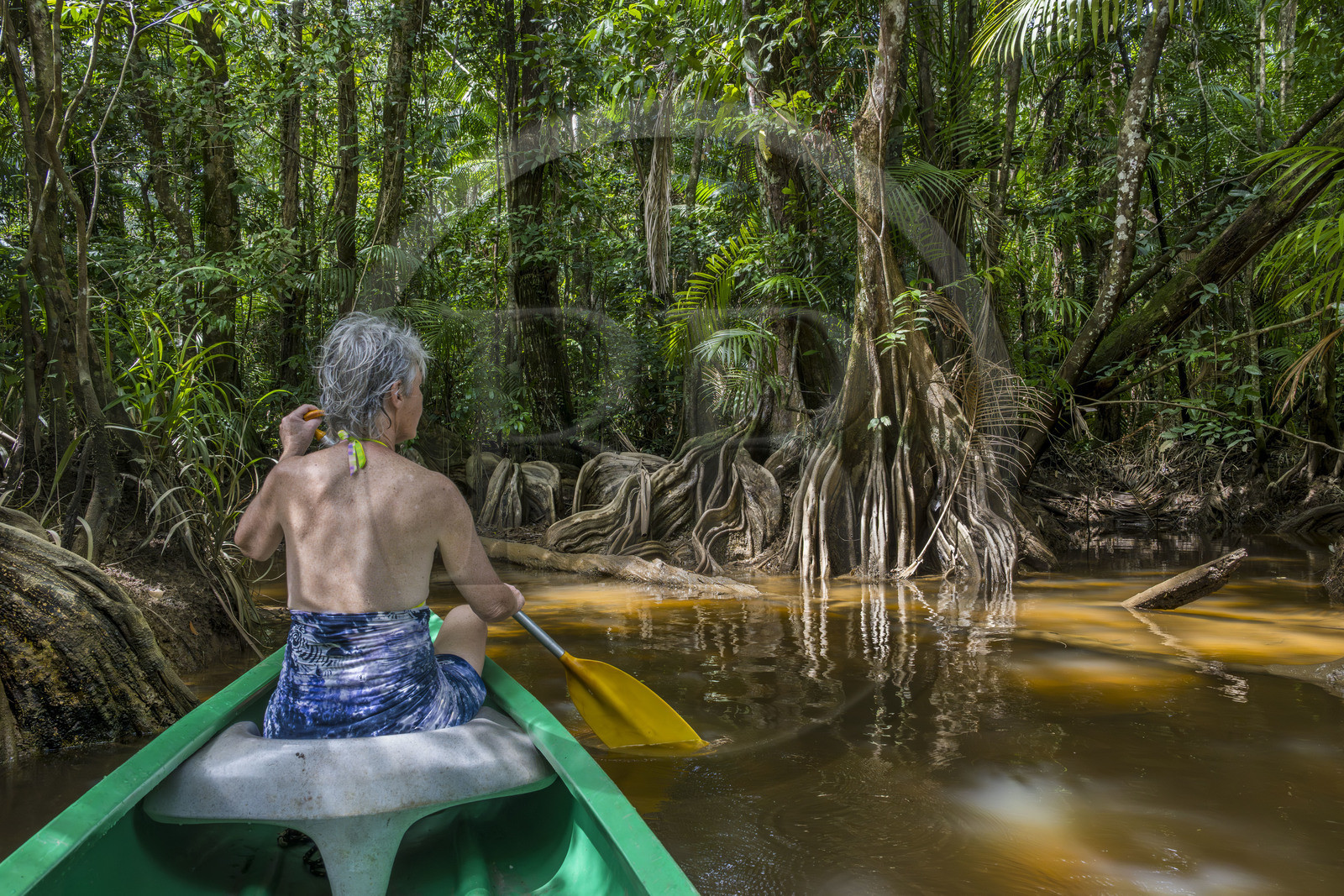 France, Guyane, Kourou, camp Maripas dans la forêt tropicale, découverte en canoé d'une crique, petite rivière, affluent du fleuve Kourou, Pterocarpus officinalis aux grands contreforts ondulés ou moutouchi-marécage en créole