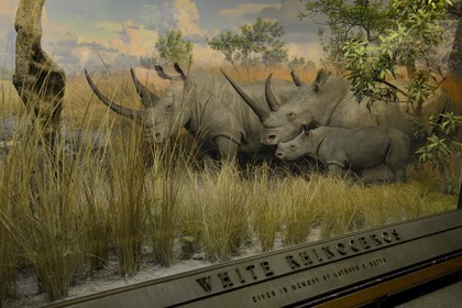 Etats-Unis, New York, Manhattan, Upper West Side, Musée Américain d'Histoire Naturelle (American Museum of Natural History), vitrine d'un diorama, rhinocéros blancs