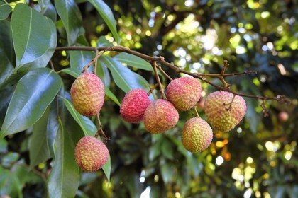 France, Ile de la Reunion, Bérive les Hauts, domaine Isautier Bérive dans les hauts de Saint-Pierre, litchi ou letchi (Litchi chinensis) dans l'arbre
