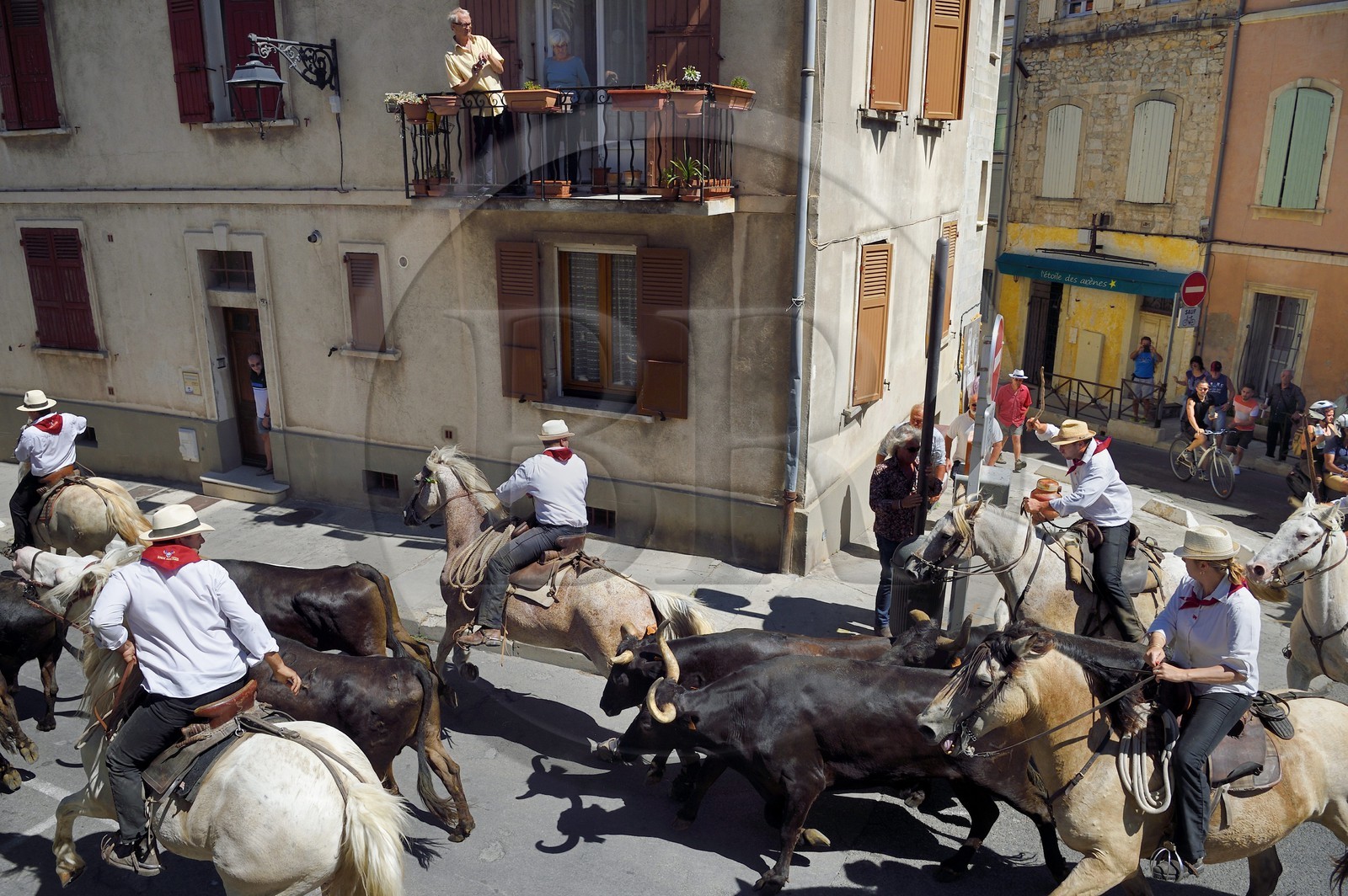 France, Bouches du Rhone, Arles, the Cocarde d'Or, arrival in the arena of the bulls coming from the meadows accompanied on horseback by the guardians of the manade Jacques Mailhan, the abrivado precedes the course camarguaise