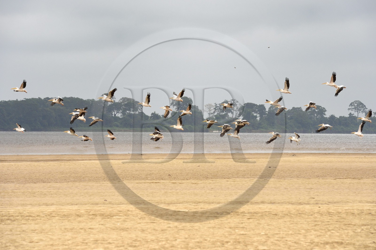 Gabon, Province du Moyen-Ogooué, région de Lambaréné, le fleuve Ogooué, formation de pélicans sur un banc de sable