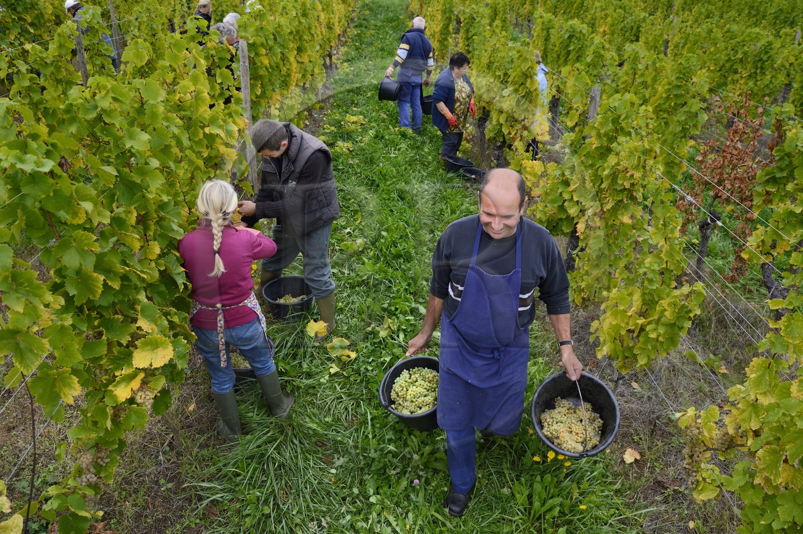 France, Bas Rhin, the Alsace Wine Route, Mittelbergheim, labelled Les Plus Beaux Villages de France (The Most Beautiful Villages of France), handpicking the field of Wittmann