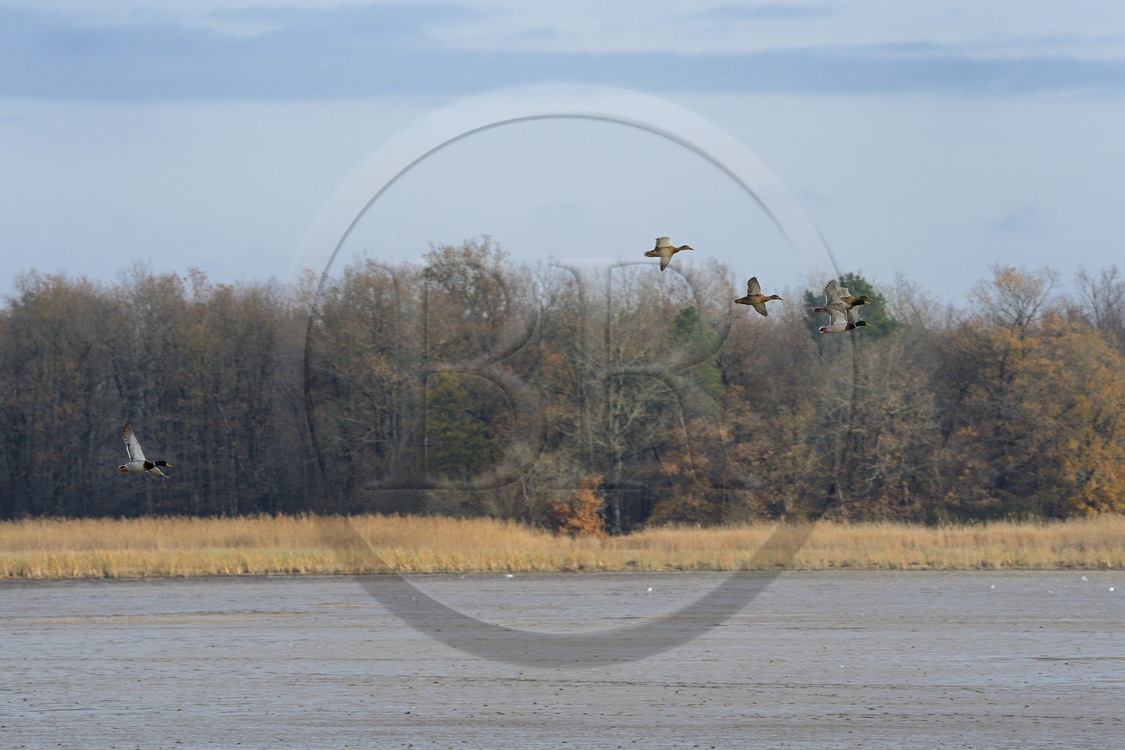 France, Indre (36), le Berry, parc naturel régional de la Brenne, canards en vol sur l'étang de Montiacre