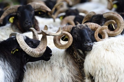 France, Pyrénées-Atlantiques (64), Pays-Basque, vallée des Aldudes, Urepel, bélier à gauche et brebis manech tête noire