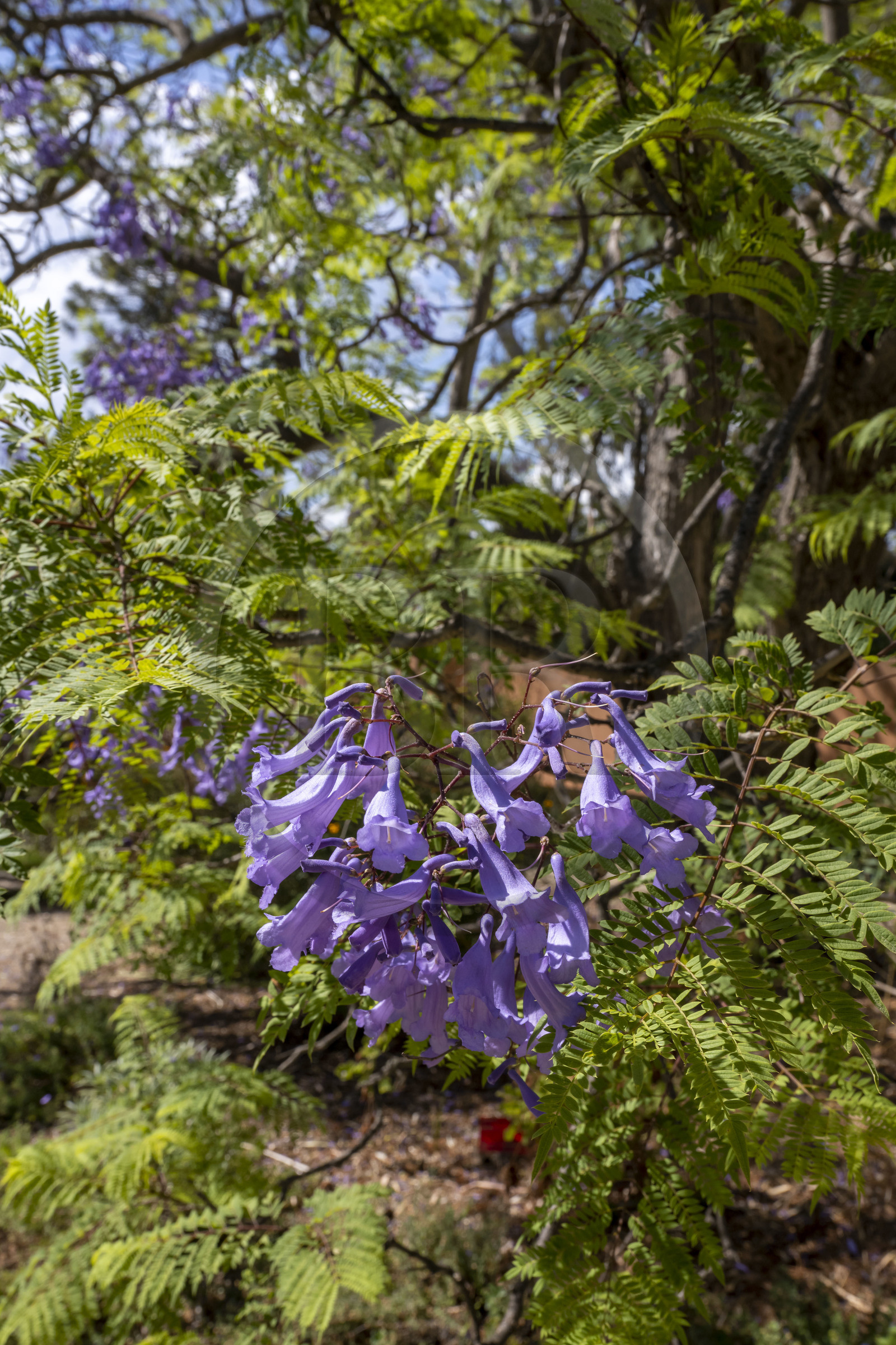 France, Alpes-Maritimes (06), Antibes, Le Jardin Botanique de la Villa Thuret (rattachée à l'INRAE), labellisé Jardin Remarquable et Arbre Remarquable, Flamboyant bleu (jacaranda mimosifolia)