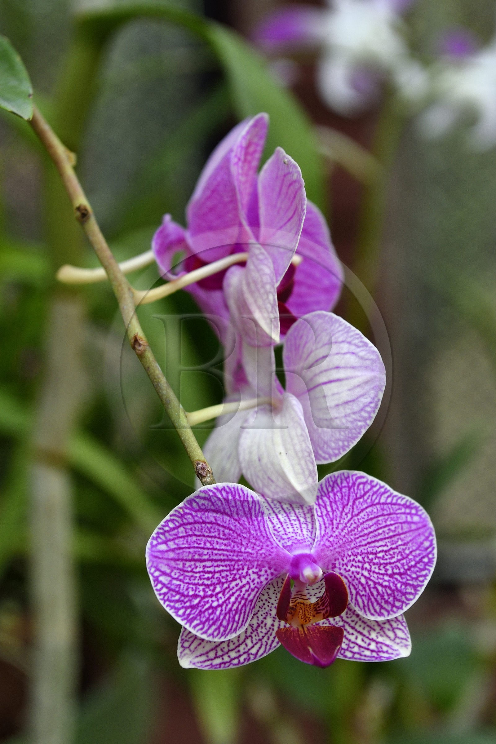 Sri Lanka, province du centre, Kandy, jardin botanique de Peradeniya, serre aux orchidées (Orchidaceae)