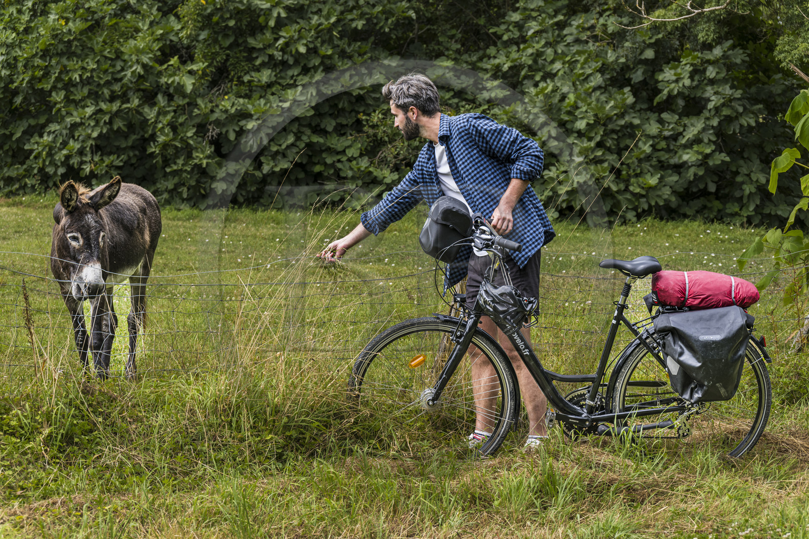 France, Deux-Sèvres (79), le Marais Poitevin, la Venise Verte, Coulon, randonnée à bicyclette, rencontre avec un âne