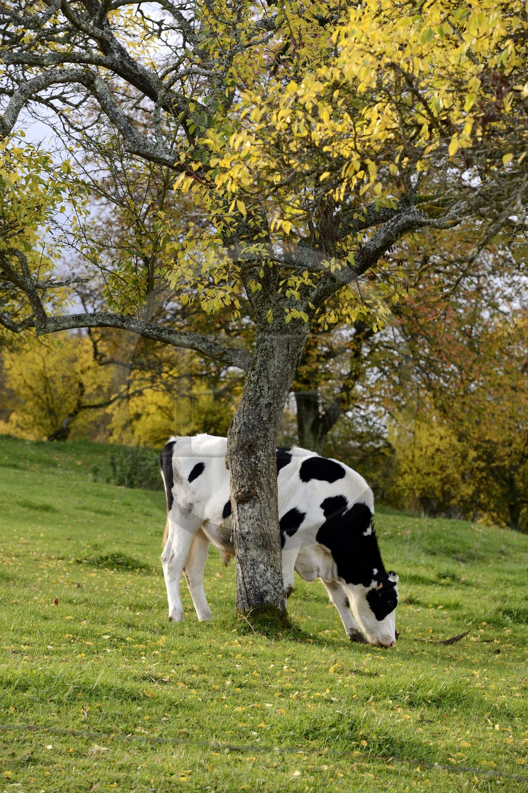 France, Meuse (55), Parc régional de Lorraine, Cotes de Meuse, Viéville-sous-les-Côtes, vache sous un mirabellier