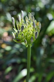 France, Var (83), Rayol-Canadel-sur-Mer, Domaine du Rayol, propriété du conservatoire du littoral mention obligatoire, le jardin des Méditerranées conçu par le paysagiste Gilles Clément, Jardin d'Afrique du Sud, agapanthe