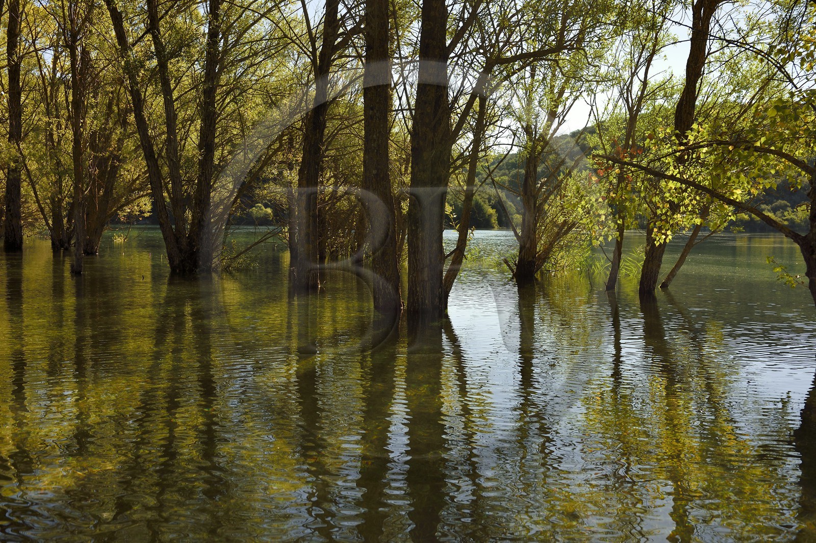 Var (83) rive gauche et Alpes-de-Haute-Provence (04) rive droite, Parc Naturel Régional du Verdon, Basses Gorges du Verdon en aval du lac de Sainte Croix