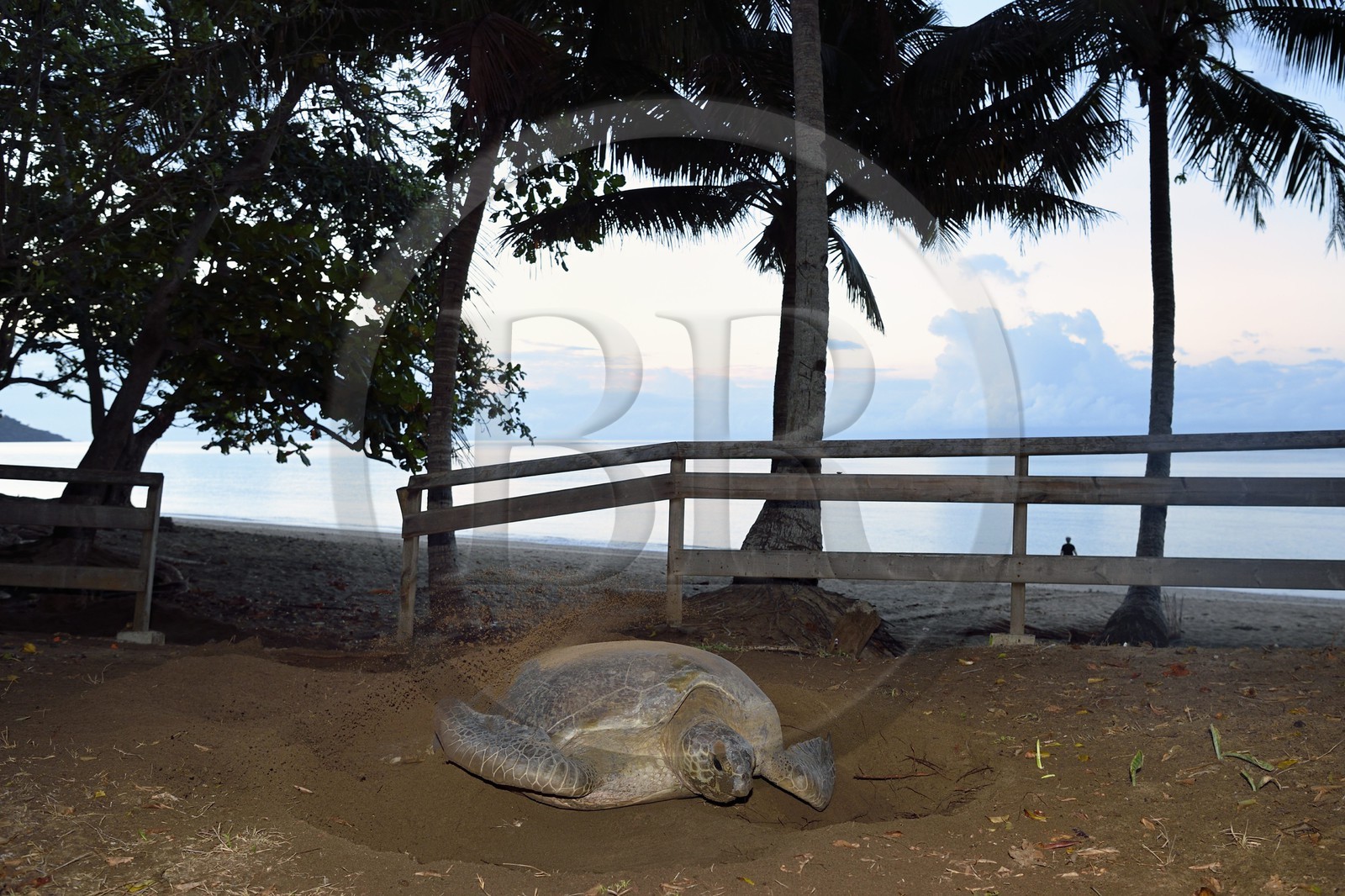 France, Ile de Mayotte, Grande-Terre, Kani-Keli, plage de N’Gouja, le Jardin Maoré, tortue (de mer) verte (Chelonia mydas) recouvrant de sable ses oeufs après la ponte