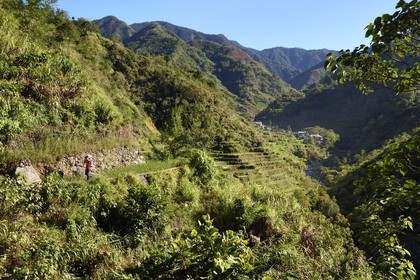 Philippines, province d'Ifugao, les rizières en terrasses de Banaue autour du village de Cambulo, classées Patrimoine Mondial de l'UNESCO