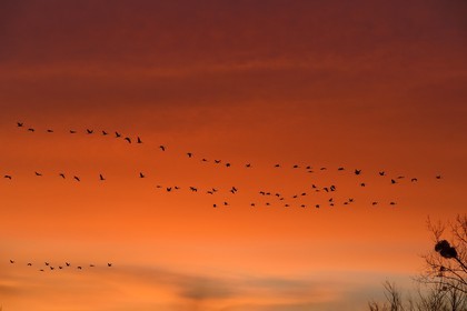 France, Indre (36), le Berry, parc naturel régional de la Brenne, Rosnay, étang de la Mer Rouge, grue cendrée (grus grus), vol au coucher de soleil