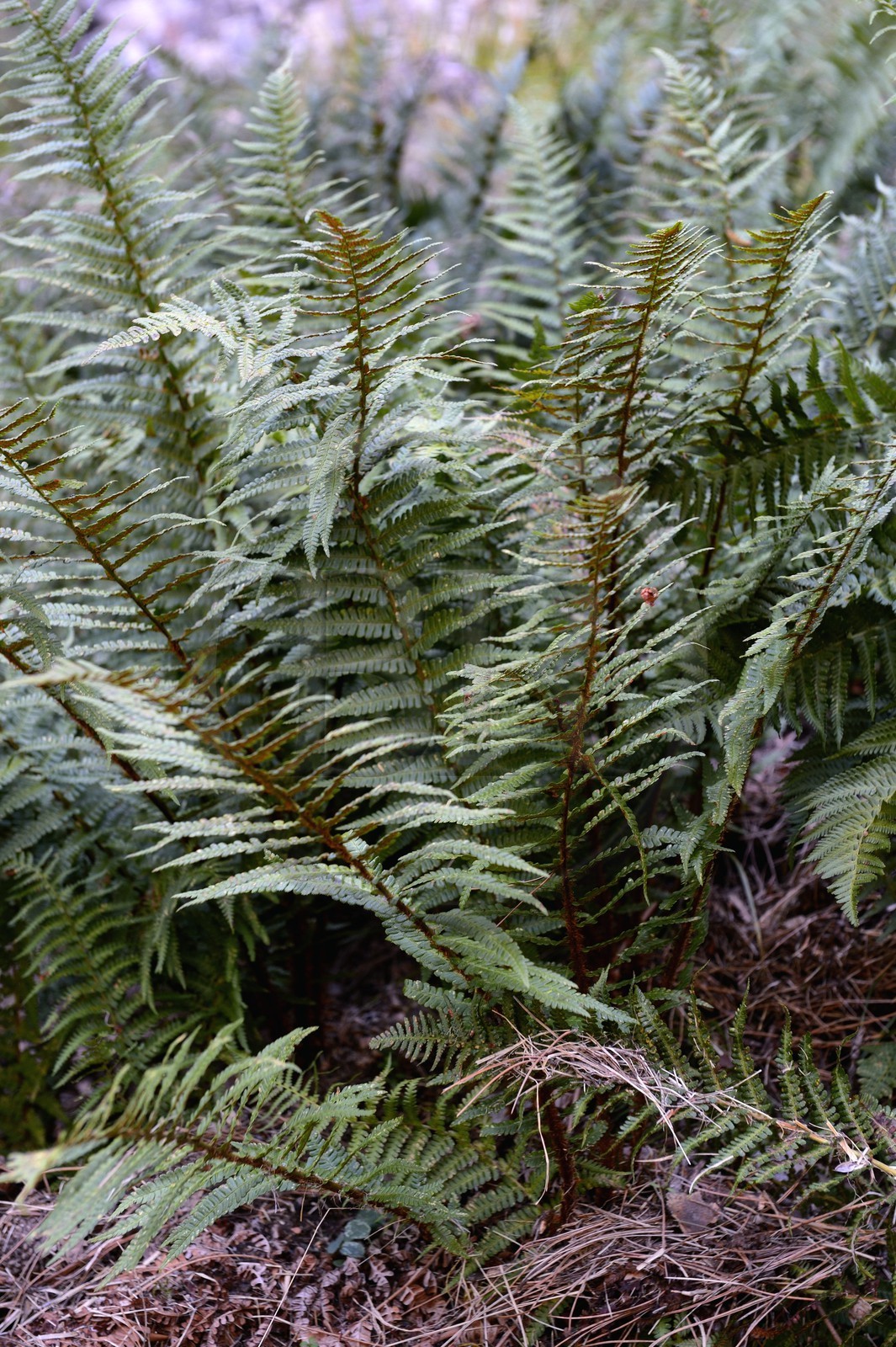 France, Corse-du-Sud (2A), Alta Rocca, massif de Bavella, fougère 'osmonde royale (Osmunda regalis)