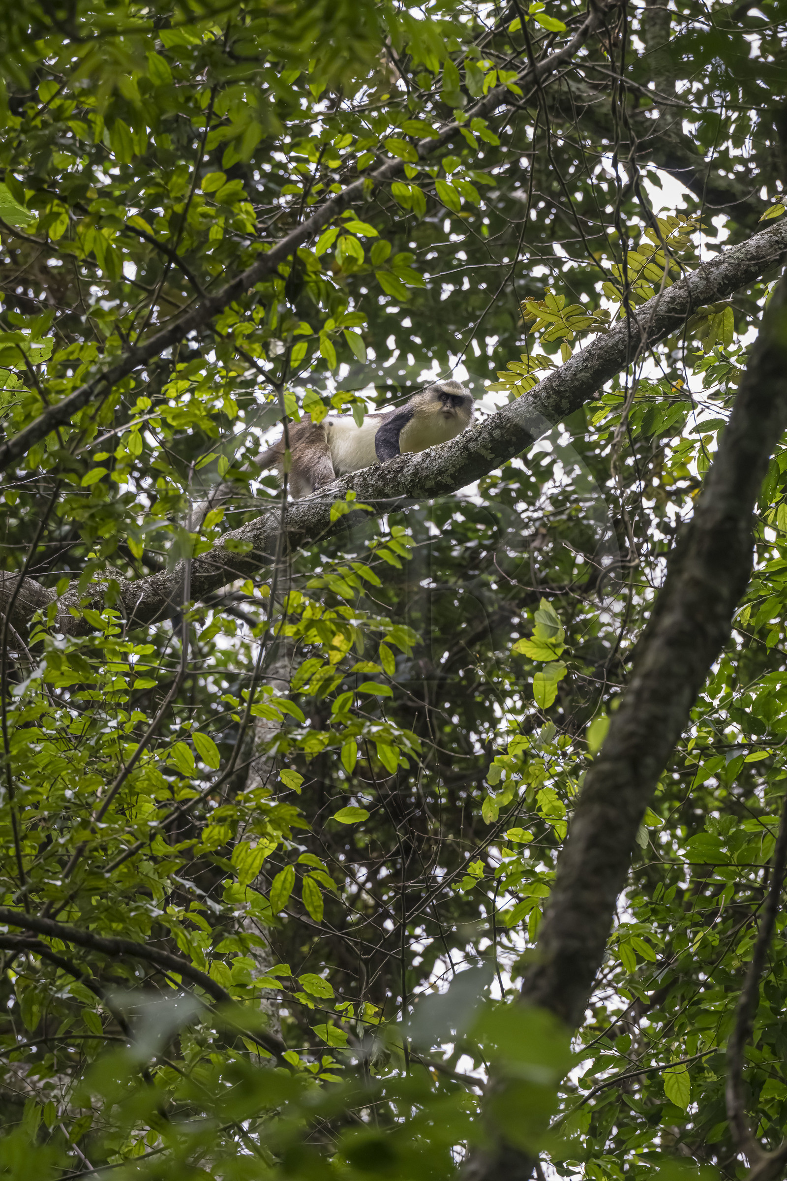 Rwanda, Province de l’Ouest, Nyakabuye, Parc national de Nyungwe, forêt tropicale humide naturelle de Cyamudongo, Cercopithèque de Dent (Cercopithecus denti)