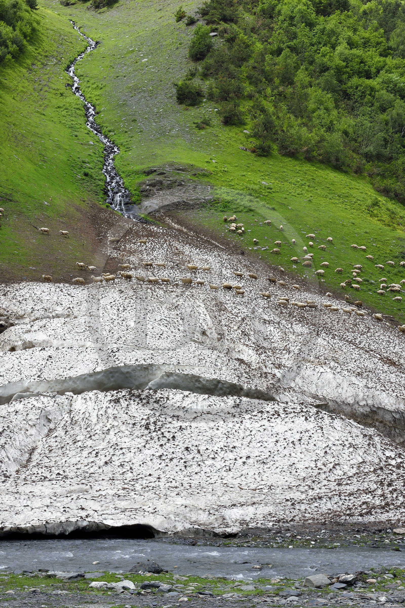 Géorgie, Kakheti, Parc national de Touchétie, vallée de la rivière Alazani dans les montagnes de Pirikiti, troupeau de moutons traversant un névé en bordure de rivière