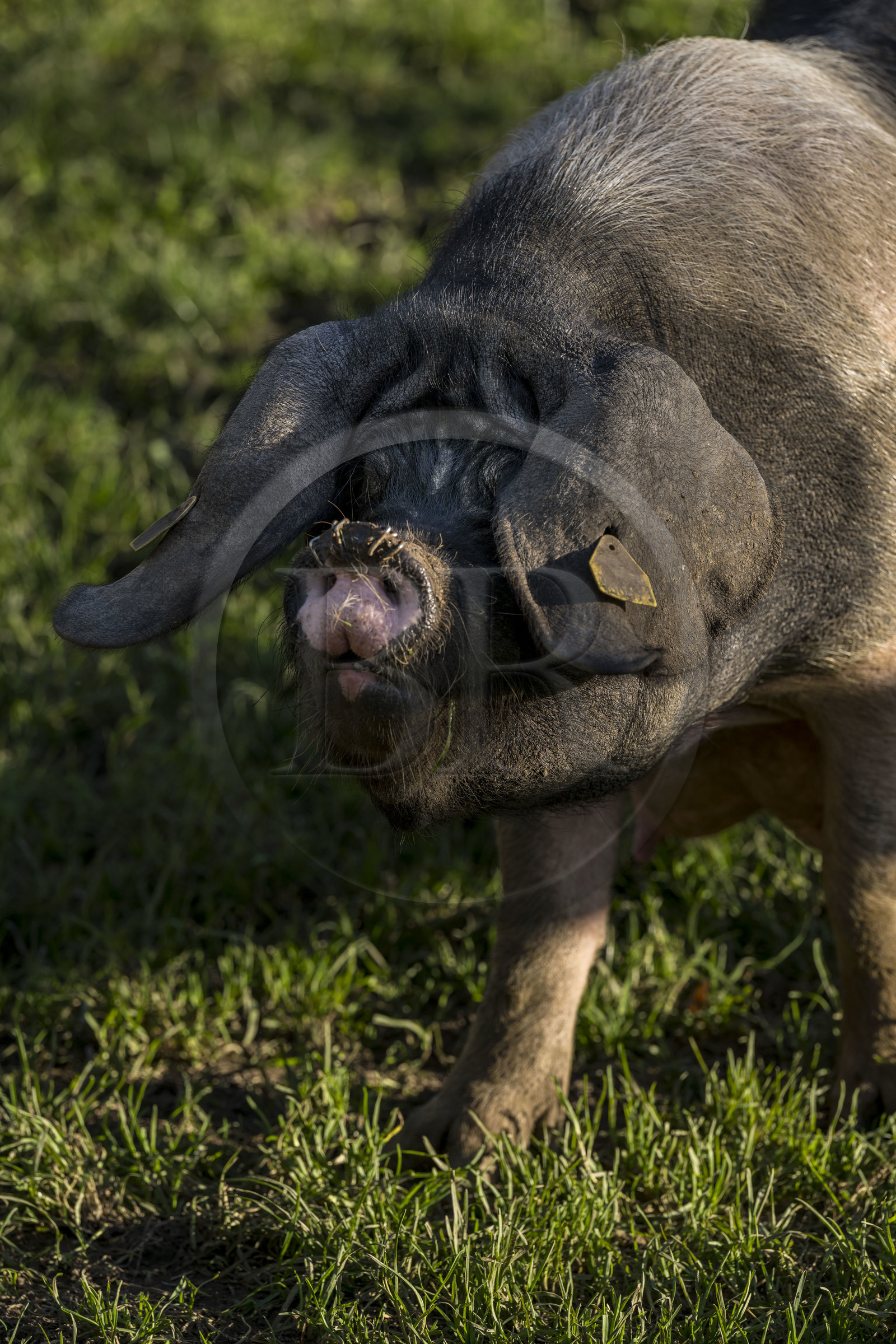 France, Pyrénées-Atlantiques (64), Pays-Basque, vallée des Aldudes, élevage en plein air Pierre Oteiza de porcs basques de race pie noir pour la production du jambon Kintoa AOC, cochette (jeune truie)