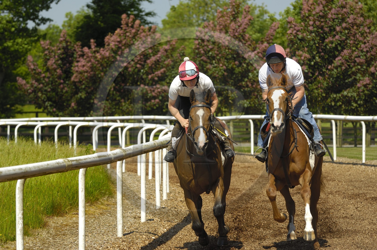 Republic of Ireland, County Kildare, Maynooth, Moyglare Stud, horse training