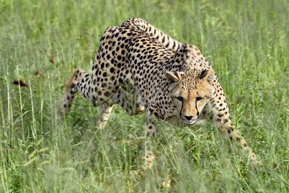 Namibie, Otjiwarongo, Cheetah Conservation Fund, centre de recherche et d'éducation, guépard (Acinonyx jubatus) entrainé à courir pour rester en forme et sain